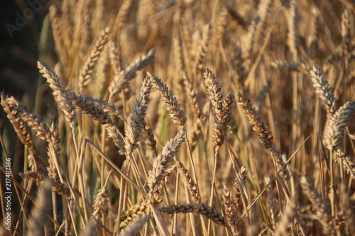 Grain fields in Moerkapelle in the evening sun at farm in the Netherlands.