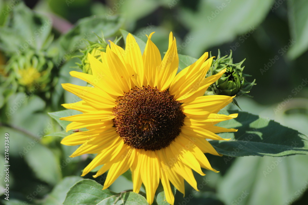 Obraz premium sunflowers in the sun in a garden in nieuwerkerk aan den IJssel in Netherlands.