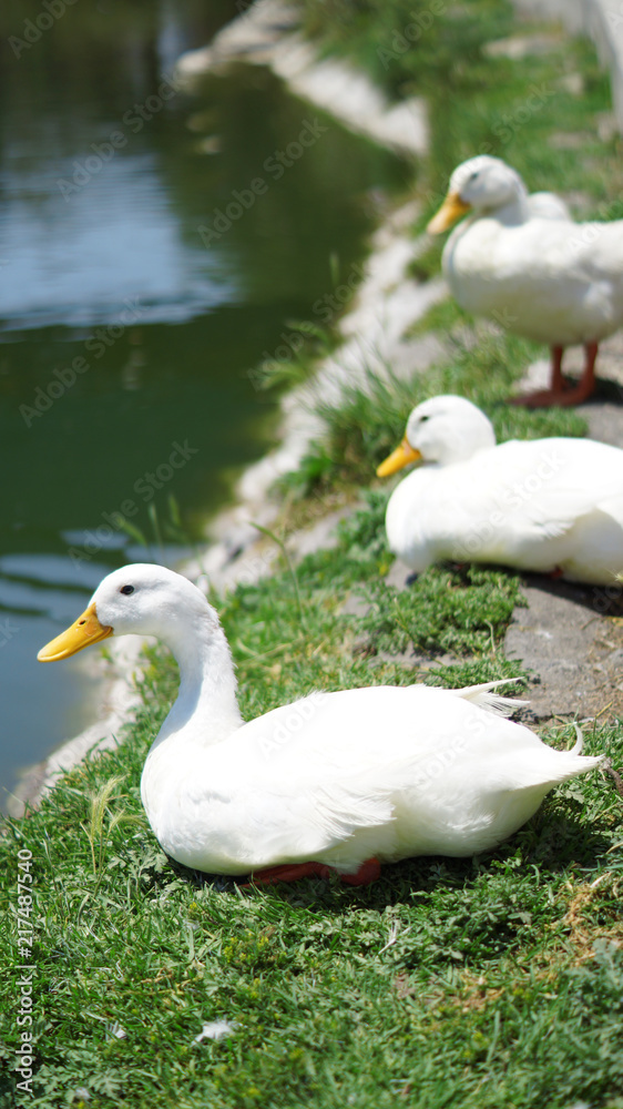 Patos Patos