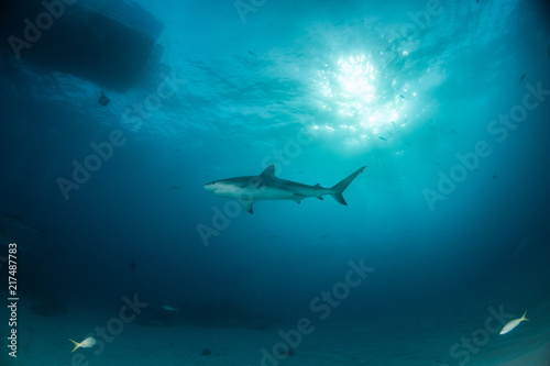 Fototapeta Naklejka Na Ścianę i Meble -  Caribbean reef shark at the Bahamas