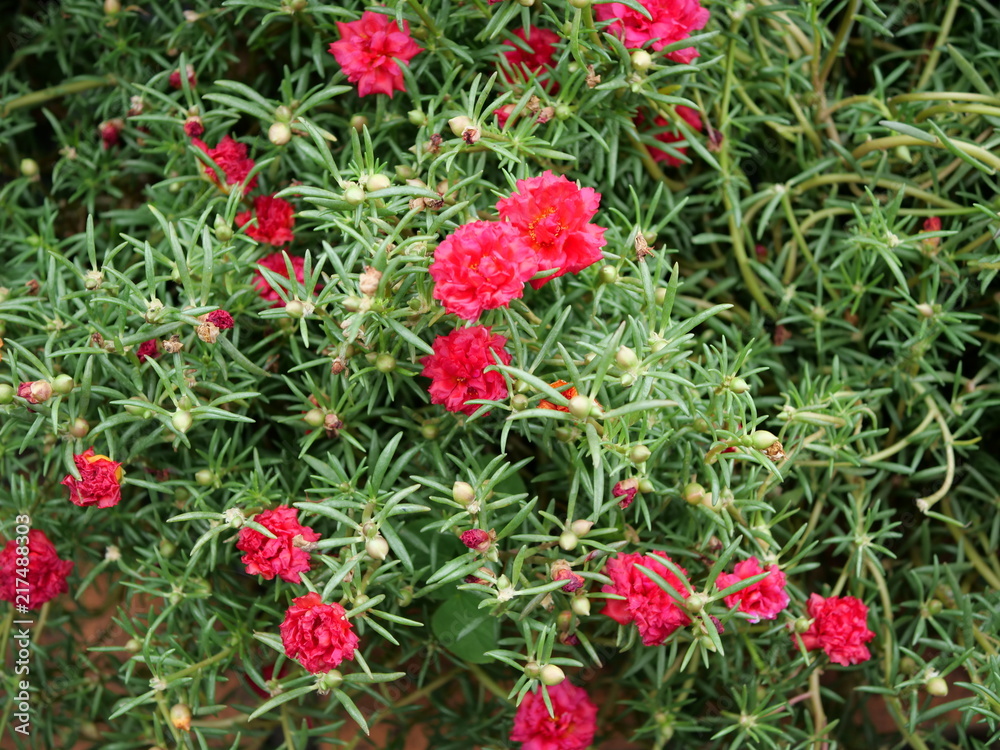 Red flowers on green backgound