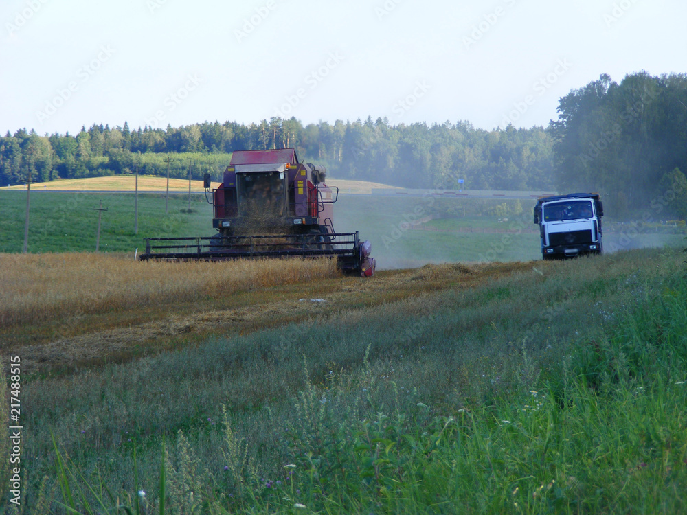 Fototapeta premium Combine harvester during oast harvest