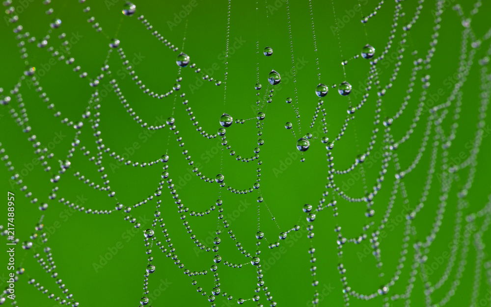 spider web with dew drops spider web with dew drops