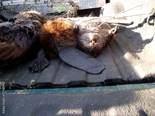 Three very large dead beaver in the back of a pick up truck