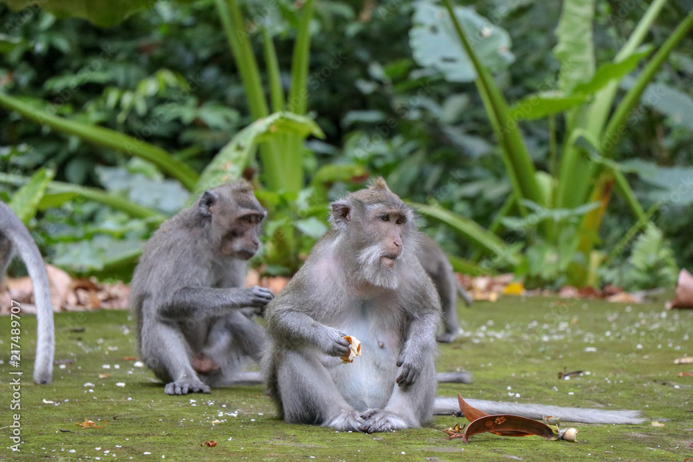 Fototapeta premium Balinese long-tailed monkey at Monkey Temple Forest, Ubud