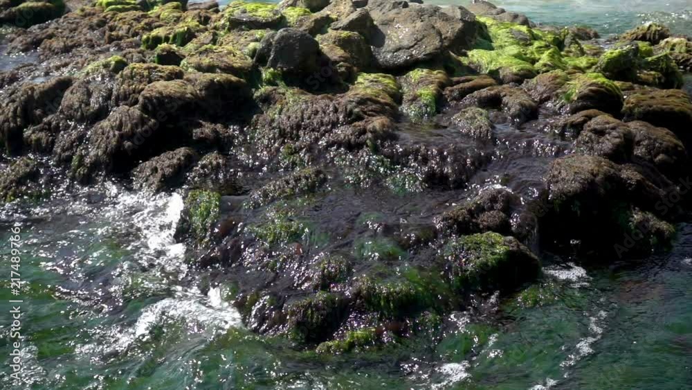 Slow motion of the sea wave washing the stone reef, covered with algae Slow motion of the sea wave washing the stone reef, covered with algae