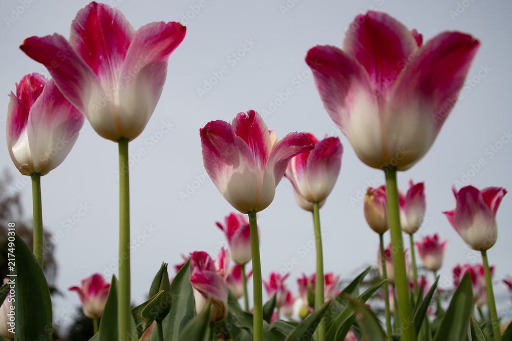 Below the Flower Below the Flower