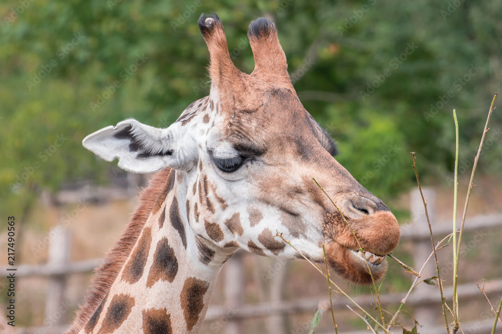 Obraz premium Giraffe is eazing leaves.