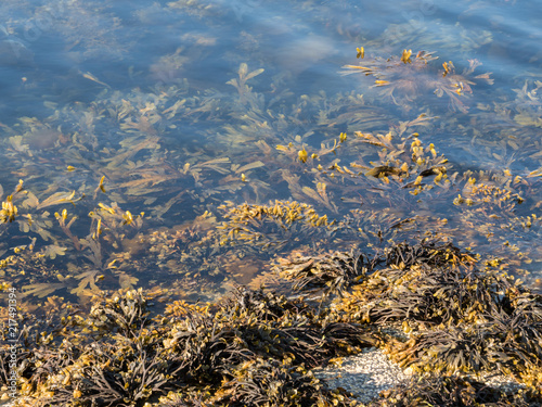 Картината върху платно Fucus algae on fjord shoreline in Norway