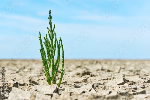 A single samphire or salicornia plant in cracked tan coloured clay at the seashore of the Wadden Sea The Netherlands at low tide under a blue sky from a low perspective   photo