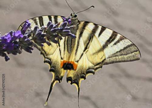 podalirio (Iphiclides podalirius) sulla lavanda photo