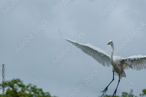 Abstract of Heron flying