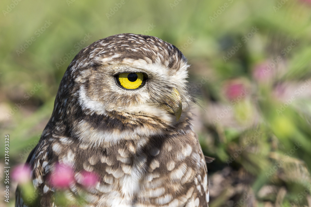Coruja buraqueira - Owl
