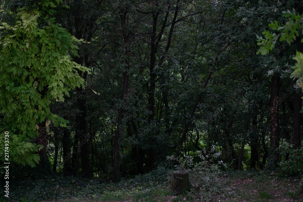 beautiful thick green forest with a cut trunk in the foreground beautiful thick green forest with a cut trunk in the foreground