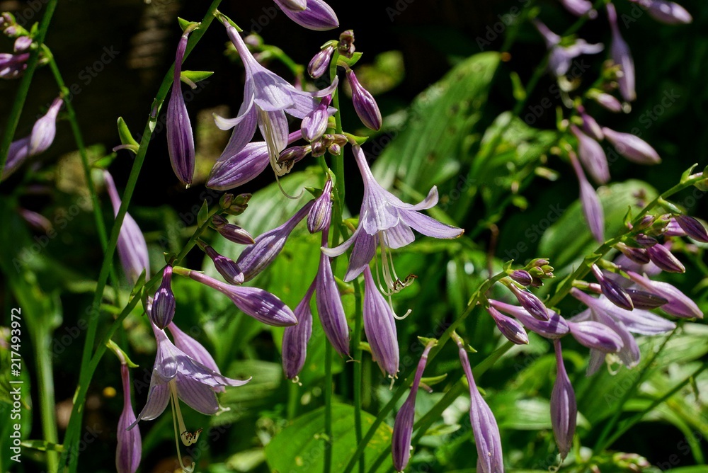 lilac flowers bells among green grass and leaves in the garden lilac flowers bells among green grass and leaves in the garden