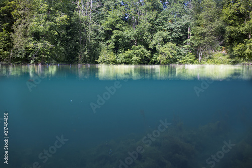 Cross section of the underwater and above-water part of the lake. View of the forest shore.