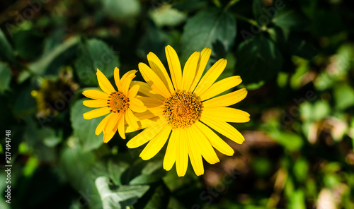 flowers with yellow petals on a background of green leaves close