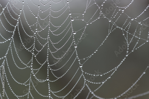 Dew covered spider web. Dark grey backgound.