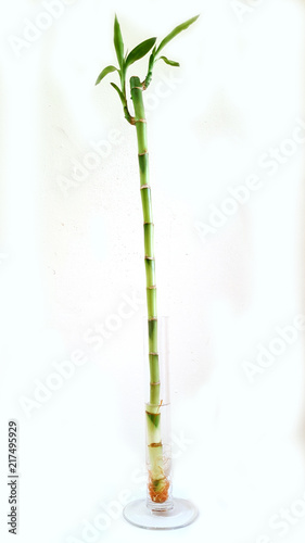 Green lucky bamboo or Dracaena braunii in glass water