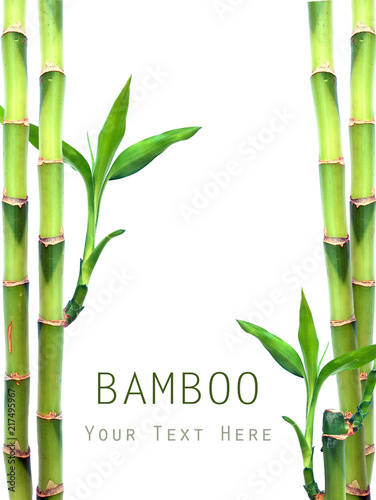 Fresh bamboo on white background