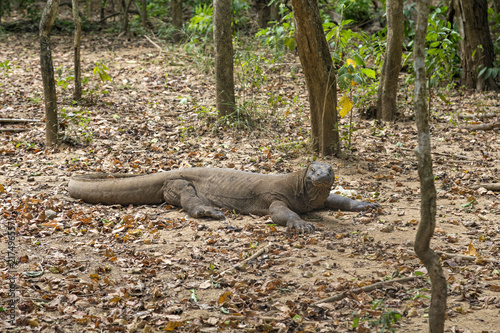 A Large Komodo Dragon in the Komodo National Park in Indonesia.