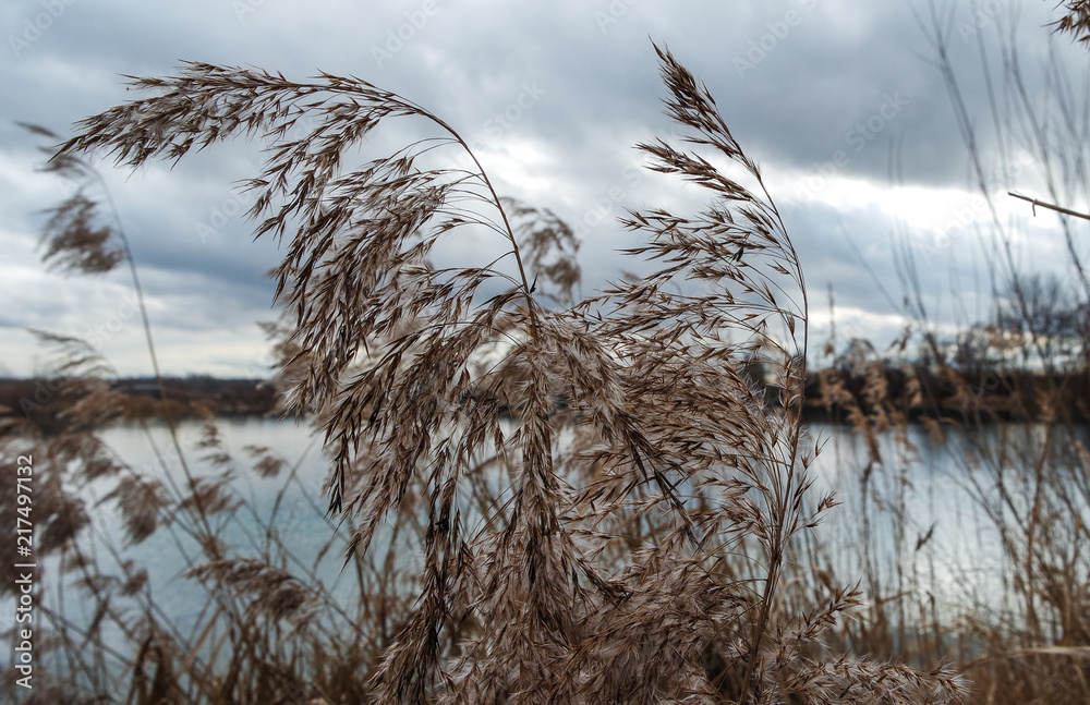 Obraz premium Seegras Pflanze Kornfeld am See stürmisch