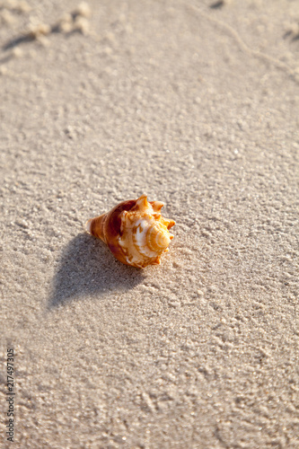 Fighting conch seashell Strombus pugilis on a white sand beach photo