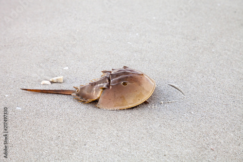 Atlantic Horseshoe crab Limulus polyphemus walks along the white sand