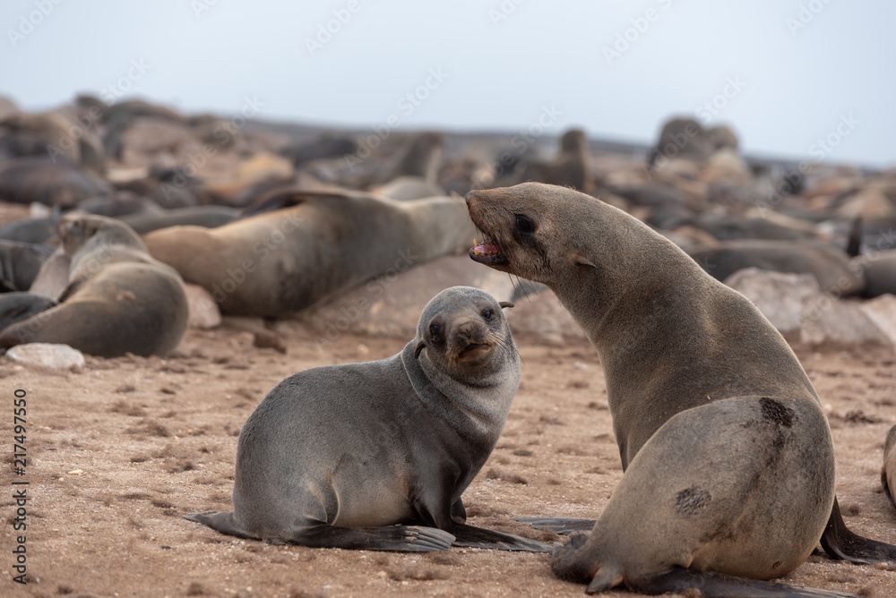 Fototapeta premium Seal mother with open mouth and baby seal