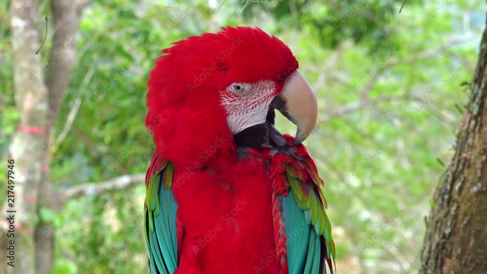 Portrait of Scarlet macaw cleaning its feathers with beak. Close-up of gorgeous exotic bird sitting on tree branch and preening against tropics on background. Wild avian performing hygienic procedure. Portrait of Scarlet macaw cleaning its feathers with beak. Close-up of gorgeous exotic bird sitting on tree branch and preening against tropics on background. Wild avian performing hygienic procedure.