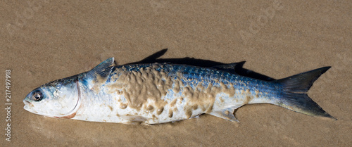 Peixe na praia