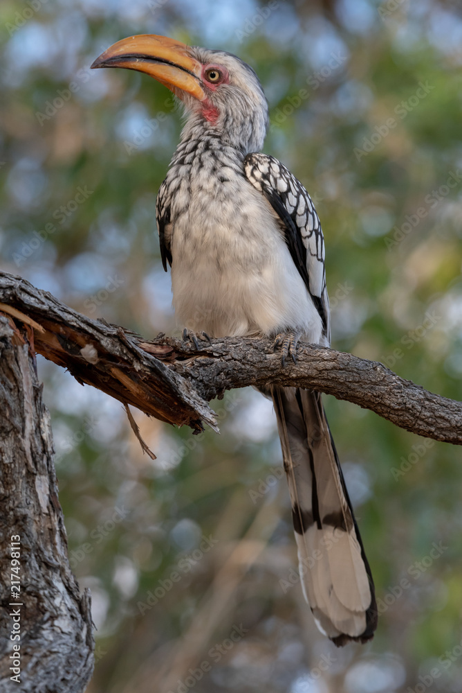 Portrait of yellow billed hornbill sitting on branch with leaves in the background