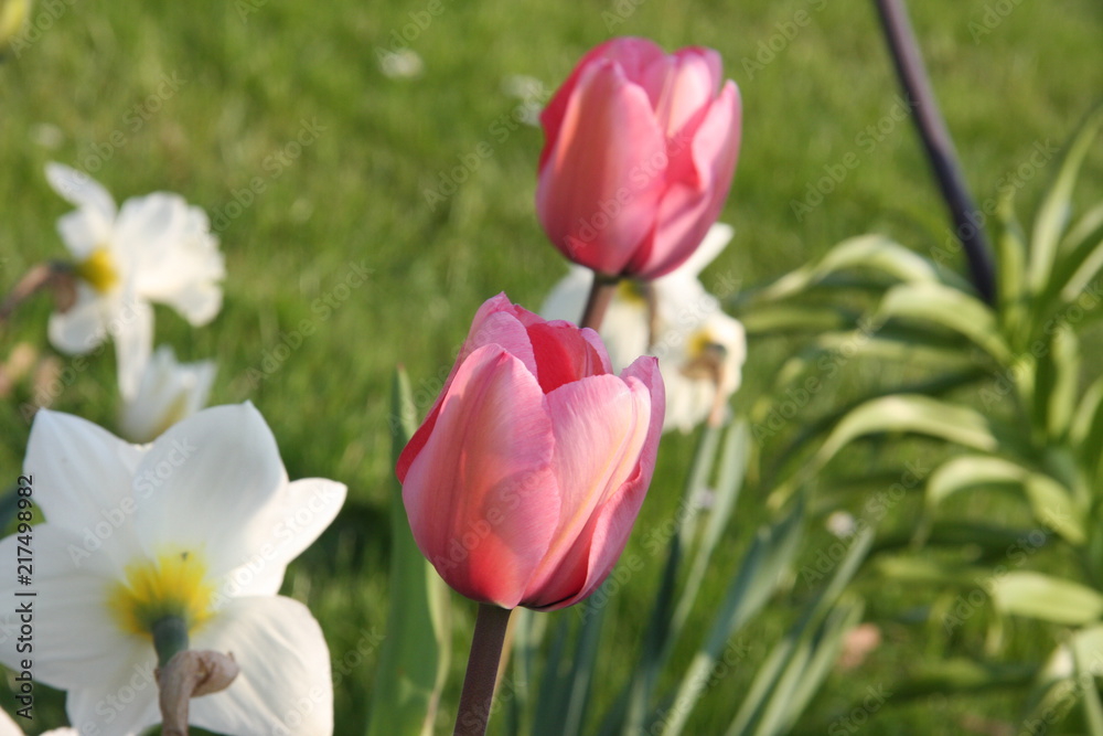 Obraz premium Blumen