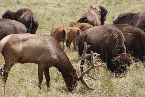 Caribou and bison