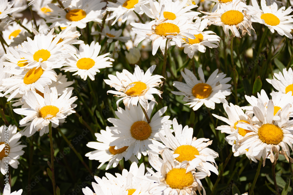 Fototapeta premium Daisy