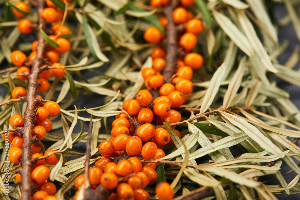 Branch of sea buckthorn berries Branch of sea buckthorn berries