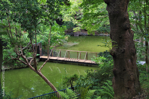 野毛山動物園の池
