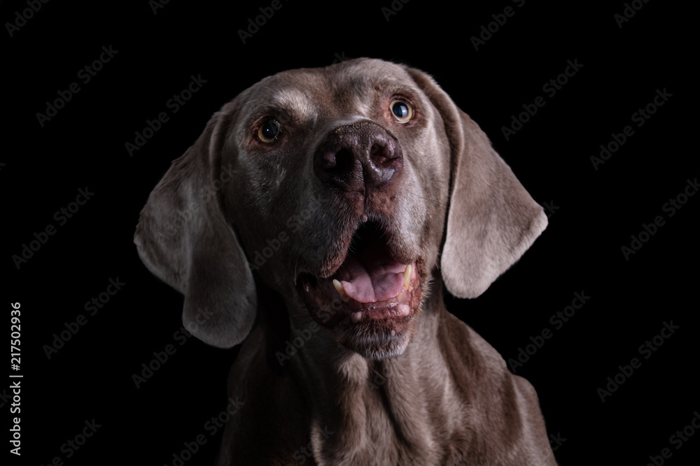 mature weimaraner is ready to learn new tricks