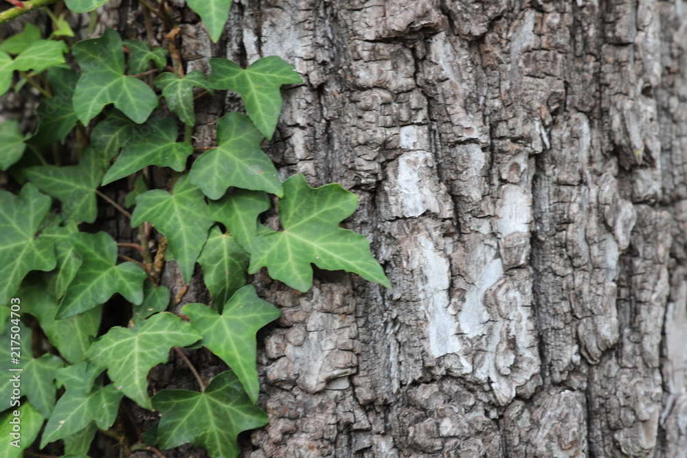 Green English ivy on tree bark. 