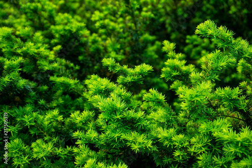 Taxus baccata (Yaw tree) bush in the garden. Selective focus. 