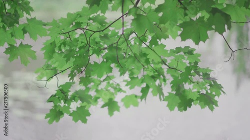 Leaves of trees against the background of water