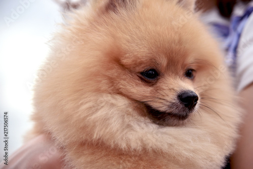 Pomeranian is the most popular dog for people.