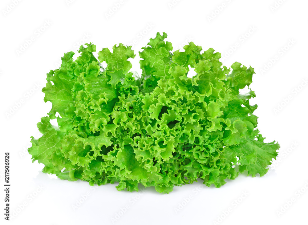Green oak lettuce on white background. Green oak lettuce on white background.