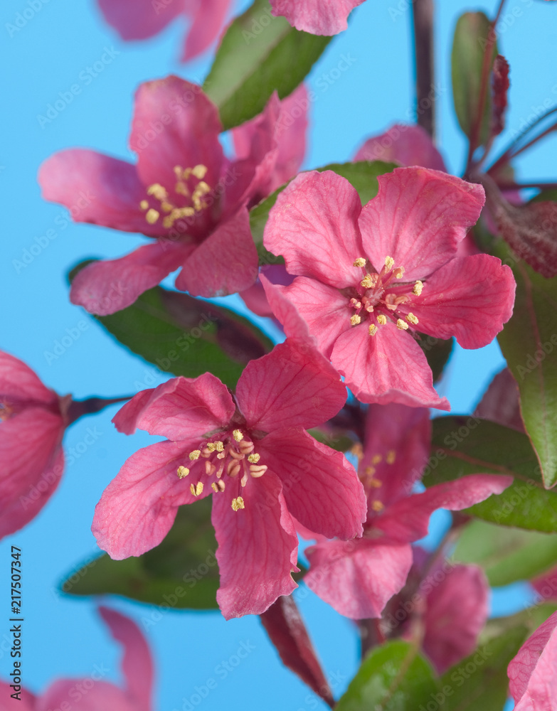 Obraz premium Pink crab apple flowers on blue sky