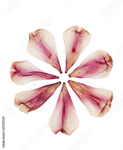 Tulip petals dried and pressed on white