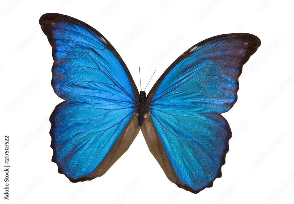 Blue Morpho Butterfly Blue Morpho Butterfly