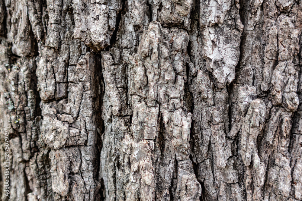 Rough, deeply furrowed Grayish brown bark of maple tree, abstract background. Close up. Rough, deeply furrowed Grayish brown bark of maple tree, abstract background. Close up.