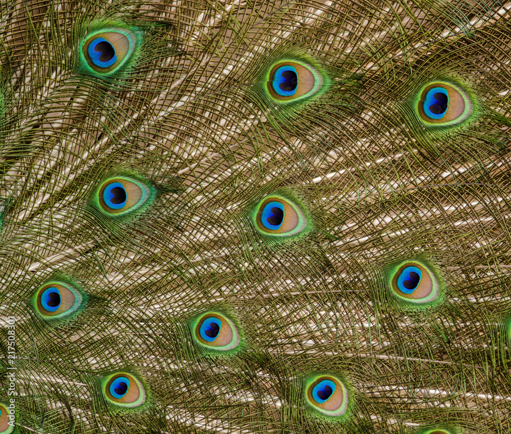 Obraz premium Peacock feathers