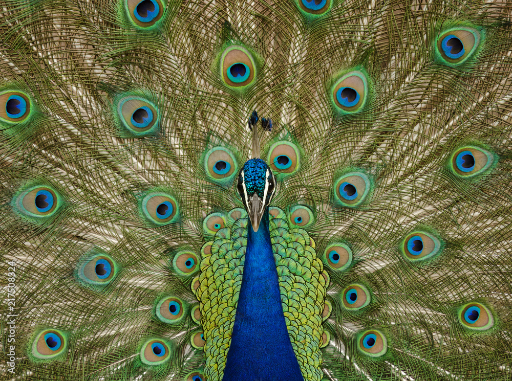 Obraz premium Peacock with tail feathers open