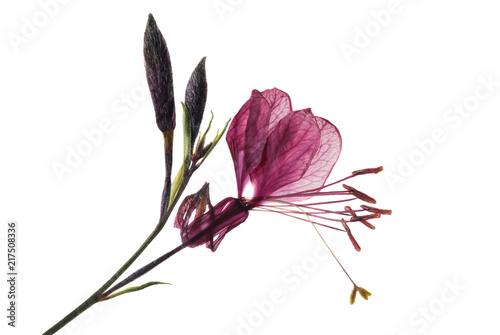 Dried and pressed Guara flower on white